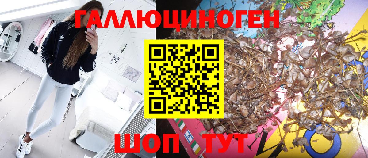 Псилоцибиновые грибы Cubensis Грязи